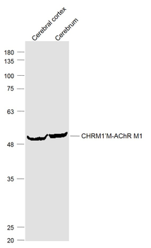 CHRM1/M-AChR M1 Rabbit Polyclonal Antibody