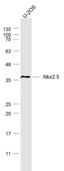 Nkx2.5 Rabbit Polyclonal Antibody