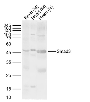 Smad3 Rabbit Polyclonal Antibody