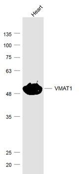 VMAT1 Rabbit Polyclonal Antibody