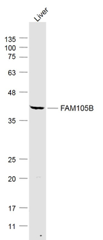 FAM105B Rabbit Polyclonal Antibody