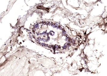 Phospho-HER4 (Tyr1162) Rabbit Polyclonal Antibody