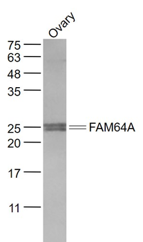 FAM64A Rabbit Polyclonal Antibody
