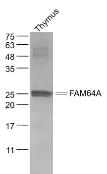 FAM64A Rabbit Polyclonal Antibody