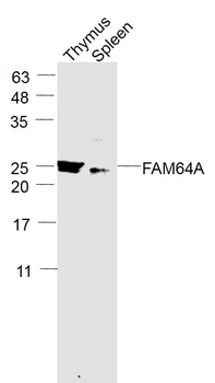 FAM64A Rabbit Polyclonal Antibody