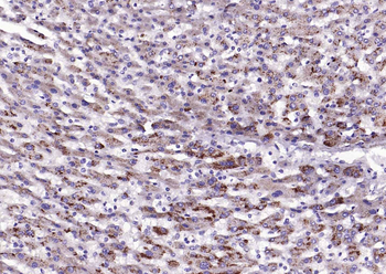 LAMP2 Rabbit Polyclonal Antibody