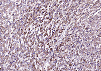LAMP2 Rabbit Polyclonal Antibody