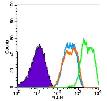 Phospho-VEGFR2 (Tyr951) Rabbit Polyclonal Antibody