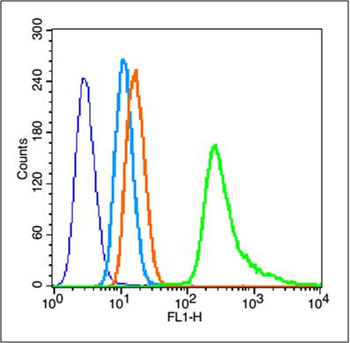 Phospho-Vimentin (Ser56) Rabbit Polyclonal Antibody