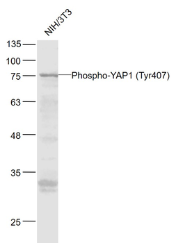 Phospho-YAP1 (Tyr407) Rabbit Polyclonal Antibody