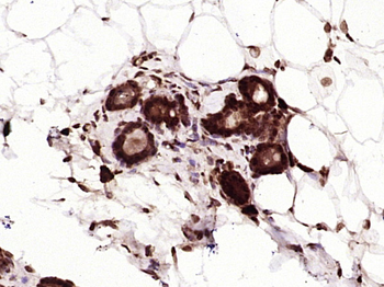 Phospho-YAP1 (Tyr407) Rabbit Polyclonal Antibody