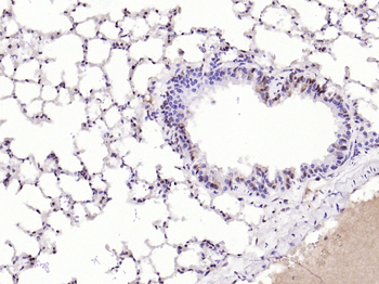 Phospho-YB1 (Ser102) Rabbit Polyclonal Antibody