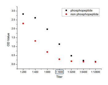 Phospho-YB1 (Ser102) Rabbit Polyclonal Antibody