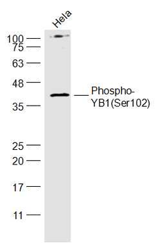 Phospho-YB1 (Ser102) Rabbit Polyclonal Antibody