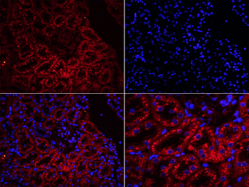 UMOD Rabbit Polyclonal Antibody