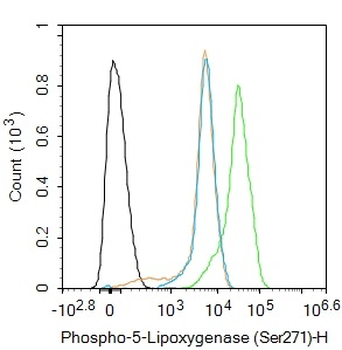 Phospho-ALOX5 (Ser271) Rabbit Polyclonal Antibody