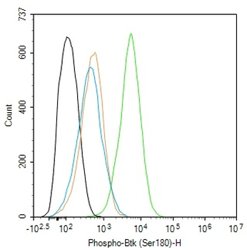 Phospho-Btk (Ser180) Rabbit Polyclonal Antibody