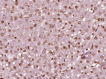Histone H4 (Acetyl K8) Rabbit Polyclonal Antibody