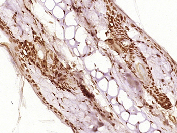 Histone H4 (Acetyl K8) Rabbit Polyclonal Antibody