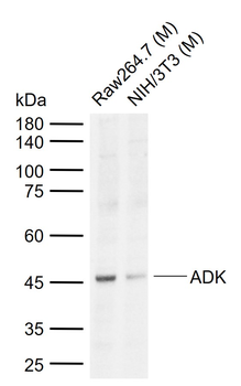 ADK Rabbit Polyclonal Antibody