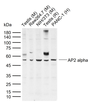AP2 alpha Rabbit Polyclonal Antibody