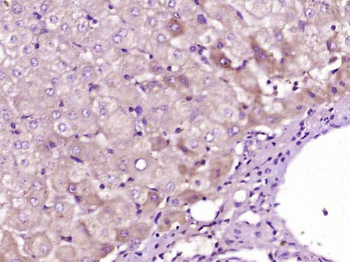 ATG5/APG5L Rabbit Polyclonal Antibody