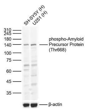 Phospho-Amyloid Precursor Protein (Thr668) Rabbit Polyclonal Antibody