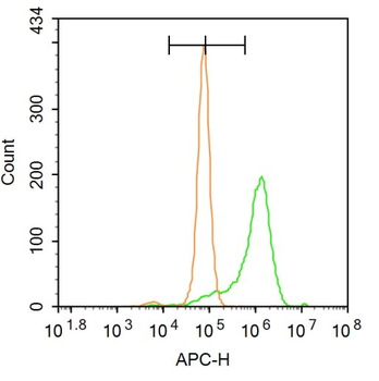 BMAL1 Rabbit Polyclonal Antibody