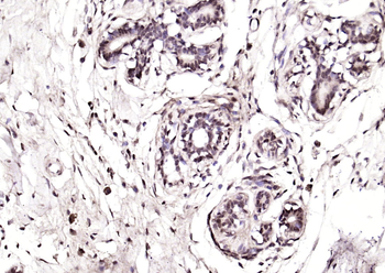 ARA24 Rabbit Polyclonal Antibody