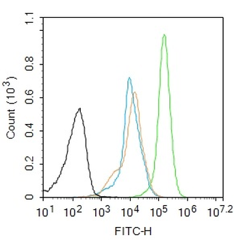 Phospho-ATF2 (Thr69/71) Rabbit Polyclonal Antibody