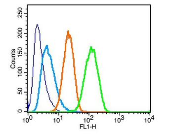 ATG1/ULK1 Rabbit Polyclonal Antibody