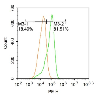 Phospho-ATG1 (Ser556) Rabbit Polyclonal Antibody