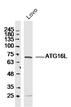 ATG16L Rabbit Polyclonal Antibody