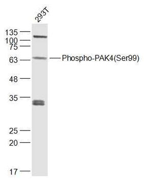 Phospho-PAK4 (Ser99) Rabbit Polyclonal Antibody