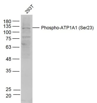 Phospho-ATP1A1 (Ser23) Rabbit Polyclonal Antibody