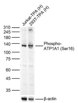 Phospho-ATP1A1 (Ser16) Rabbit Polyclonal Antibody