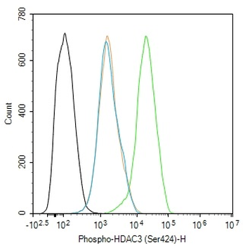 Phospho-HDAC3 (Ser424) Rabbit Polyclonal Antibody
