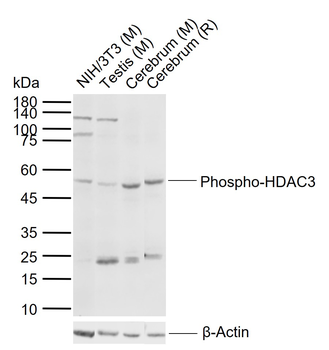 Phospho-HDAC3 (Ser424) Rabbit Polyclonal Antibody