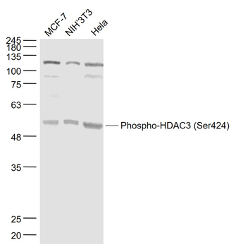 Phospho-HDAC3 (Ser424) Rabbit Polyclonal Antibody