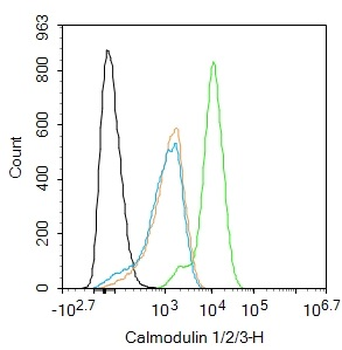 Calmodulin 1/2/3 Rabbit Polyclonal Antibody