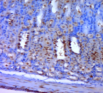 Caspase-7 p20 Rabbit Polyclonal Antibody