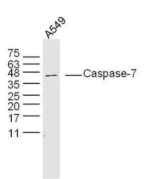 Caspase-7 p20 Rabbit Polyclonal Antibody