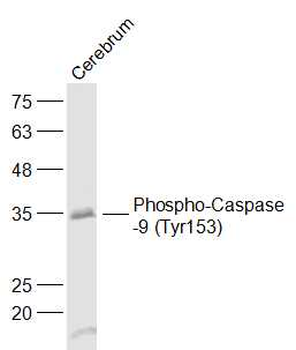 Phospho-Caspase-9 (Tyr153) Rabbit Polyclonal Antibody