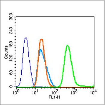 Phospho-Caspase-9 (Thr125) Rabbit Polyclonal Antibody