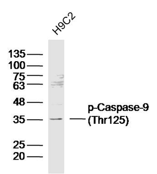 Phospho-Caspase-9 (Thr125) Rabbit Polyclonal Antibody