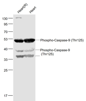 Phospho-Caspase-9 (Thr125) Rabbit Polyclonal Antibody