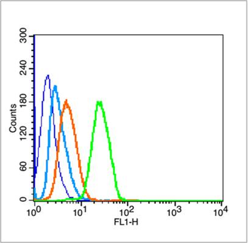 Phospho-Beta Catenin (Ser675) Rabbit Polyclonal Antibody