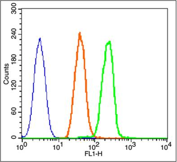 Phospho-Beta Catenin (Thr41 + Ser45) Rabbit Polyclonal Antibody