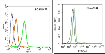 CACNA1G Rabbit Polyclonal Antibody