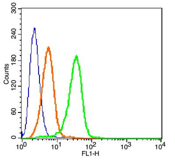 CACNA1G Rabbit Polyclonal Antibody